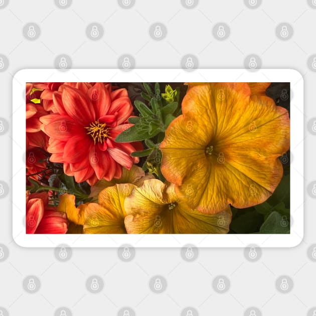 Fall Explosion of Riotus Petunia and Dahlia Color Sticker by Photomersion